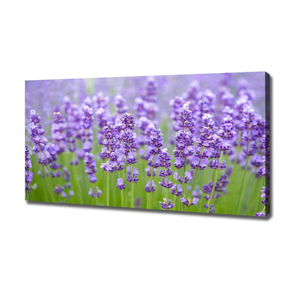 Canvas wall art Lavender