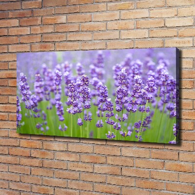 Canvas wall art Lavender