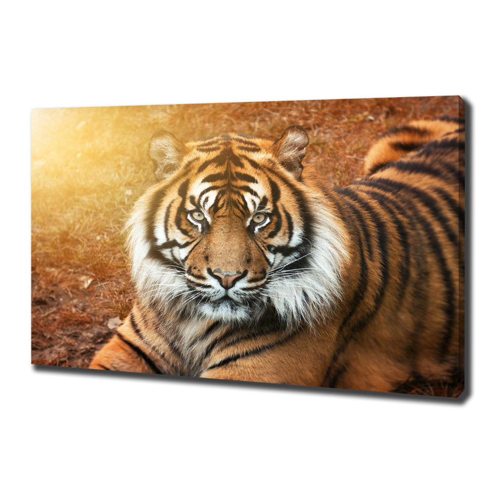 Canvas wall art Bengal tiger