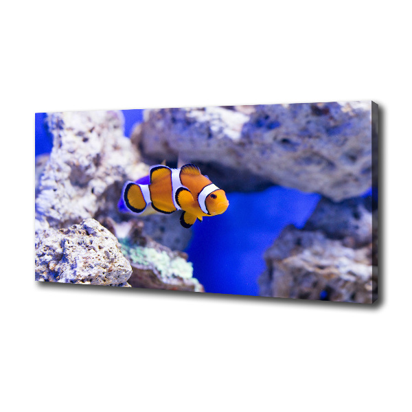 Canvas wall art Coral reef clowns