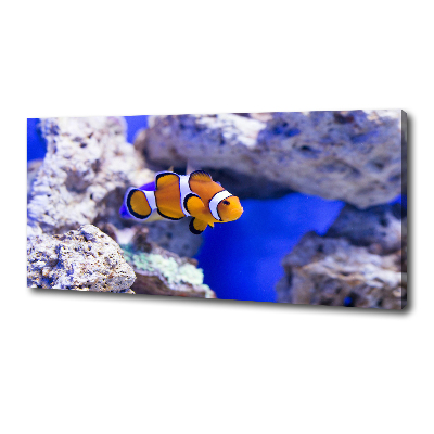 Canvas wall art Coral reef clowns