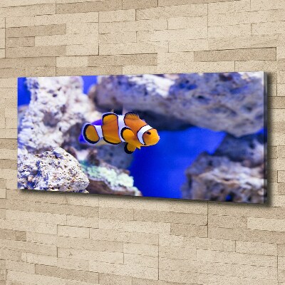 Canvas wall art Coral reef clowns