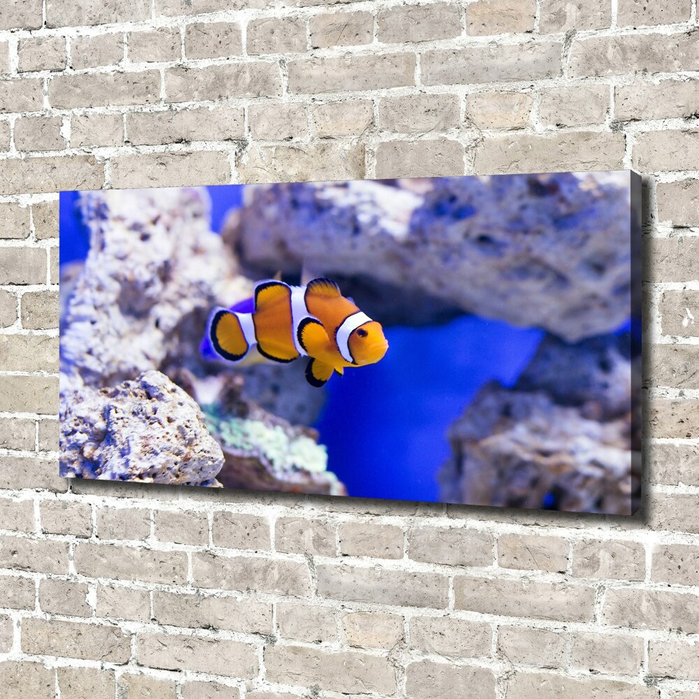 Canvas wall art Coral reef clowns