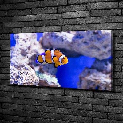 Canvas wall art Coral reef clowns