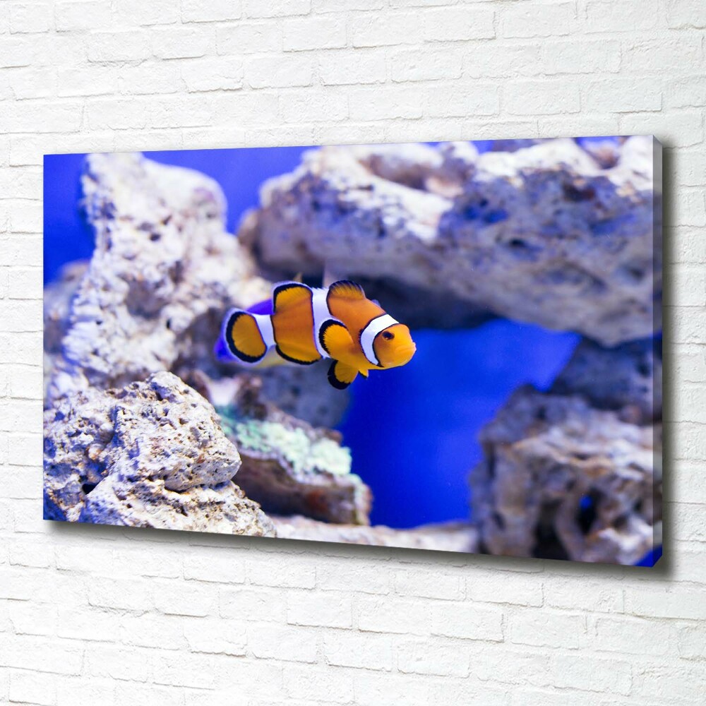 Canvas wall art Coral reef clowns