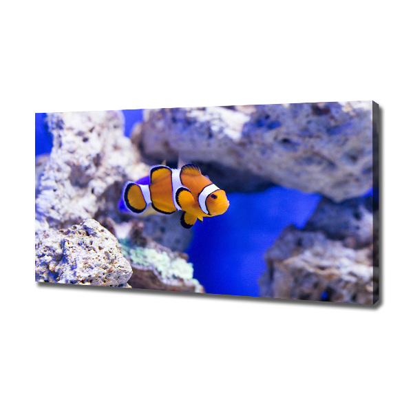 Canvas wall art Coral reef clowns