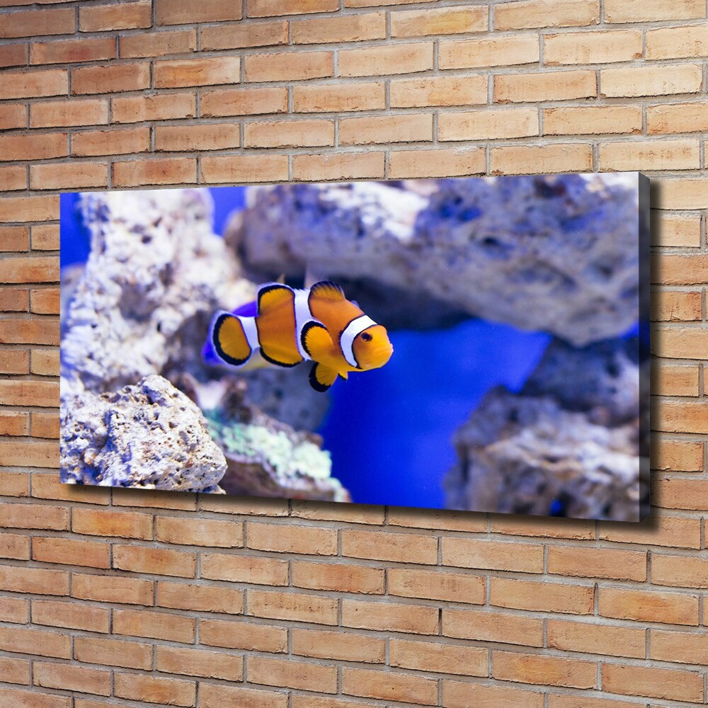 Canvas wall art Coral reef clowns