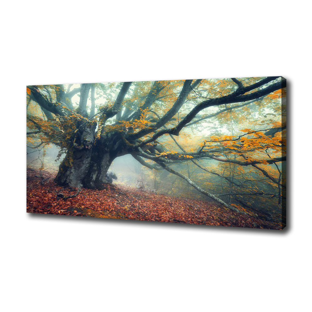 Canvas wall art Old tree