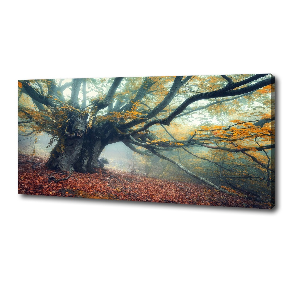 Canvas wall art Old tree