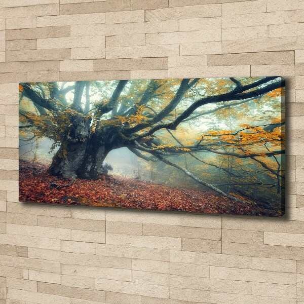 Canvas wall art Old tree