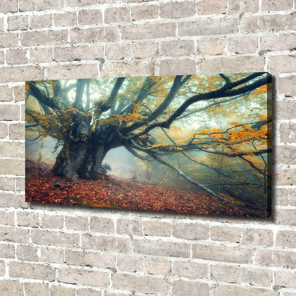 Canvas wall art Old tree