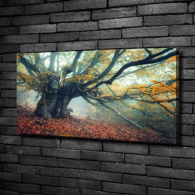 Canvas wall art Old tree