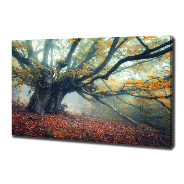 Canvas wall art Old tree