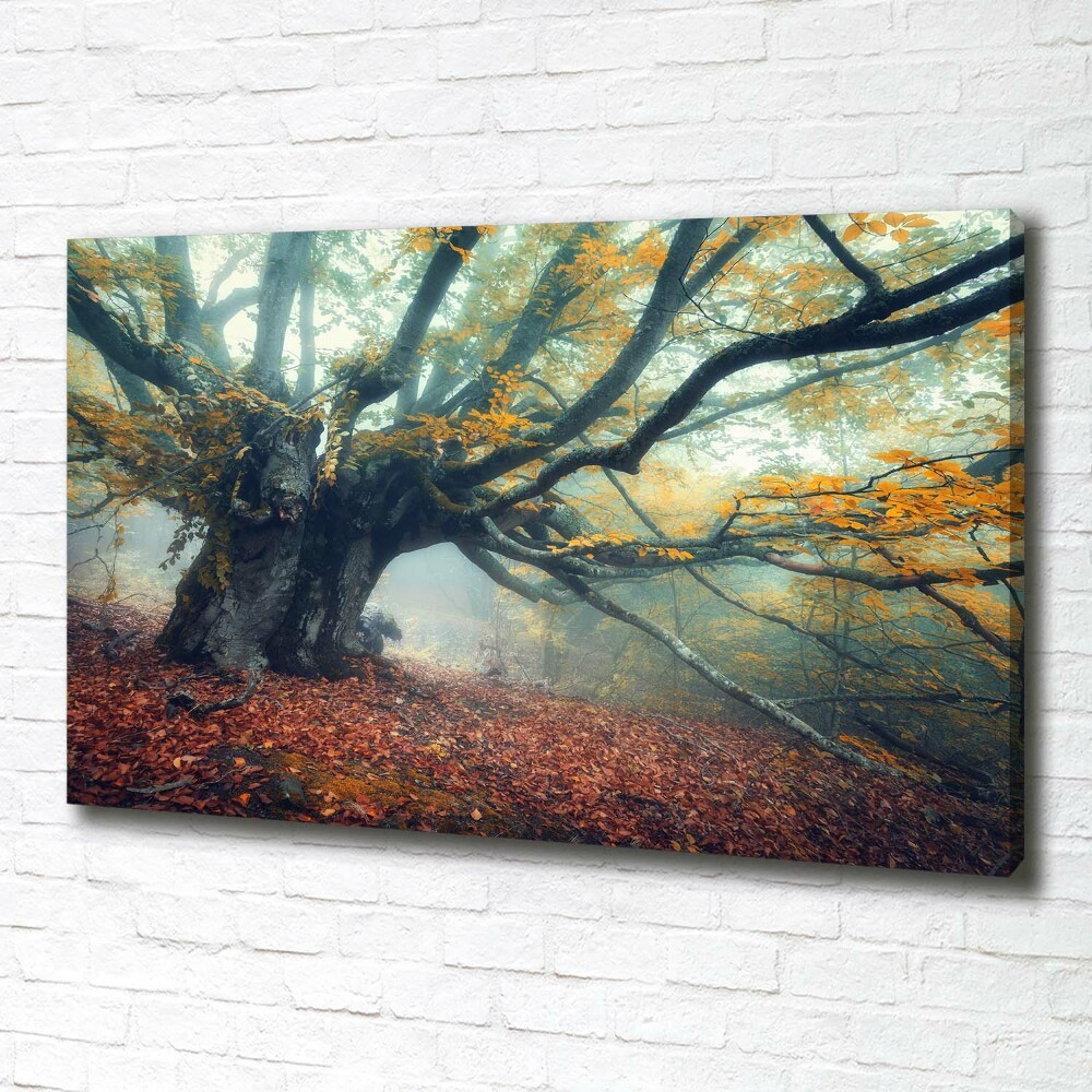 Canvas wall art Old tree