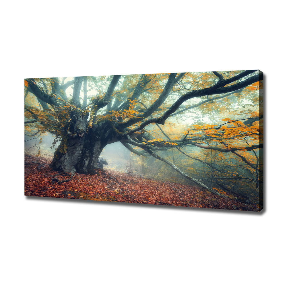 Canvas wall art Old tree