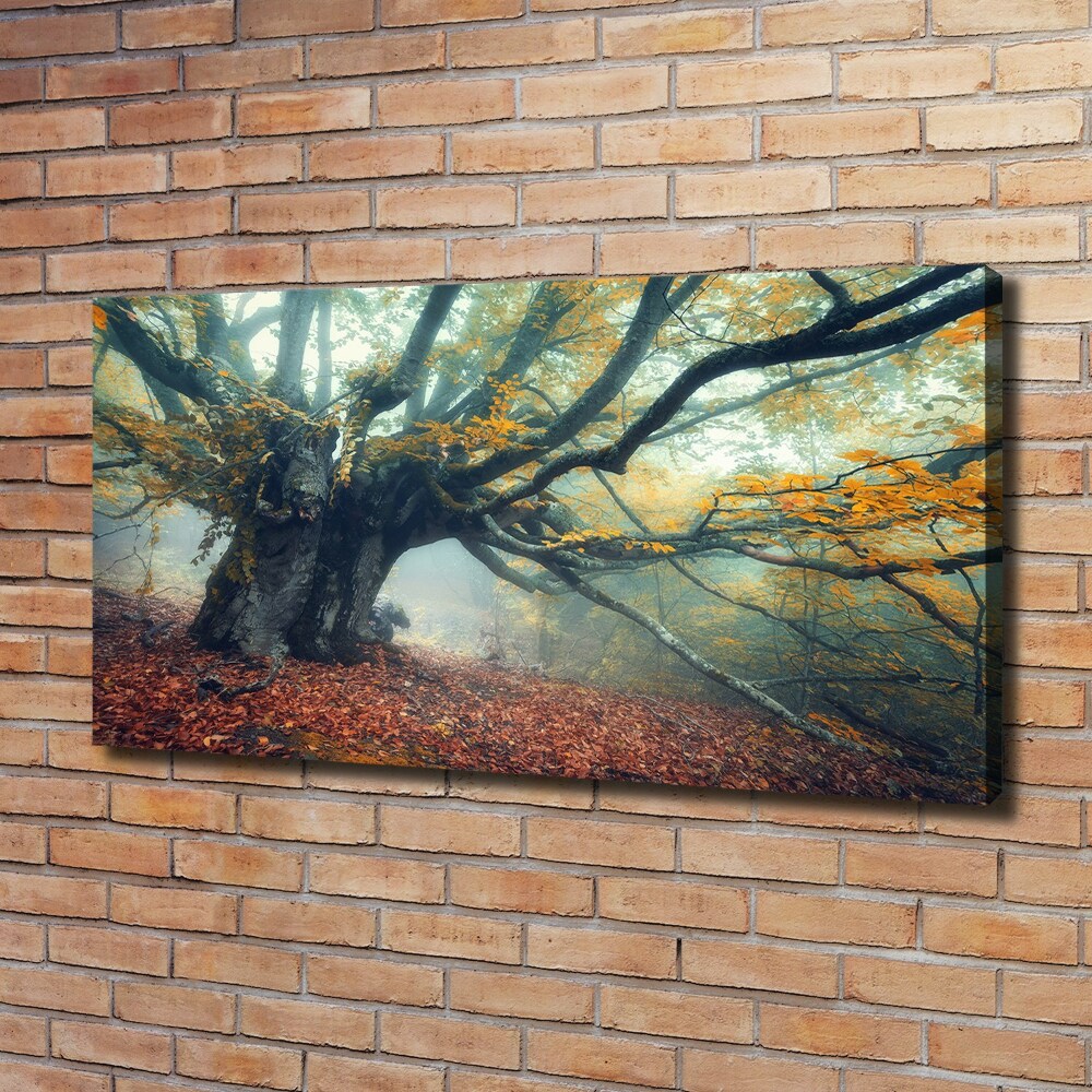 Canvas wall art Old tree