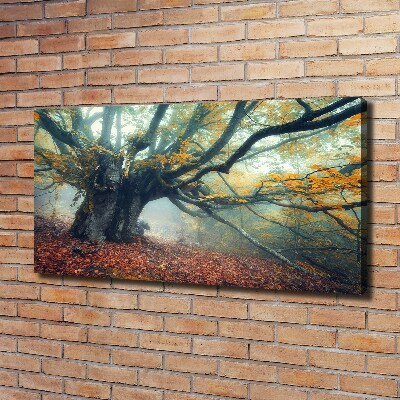 Canvas wall art Old tree