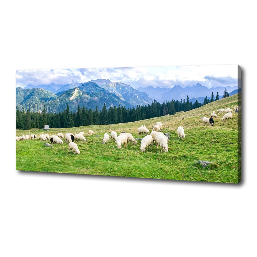 Canvas wall art Sheep in the Tatra Mountains