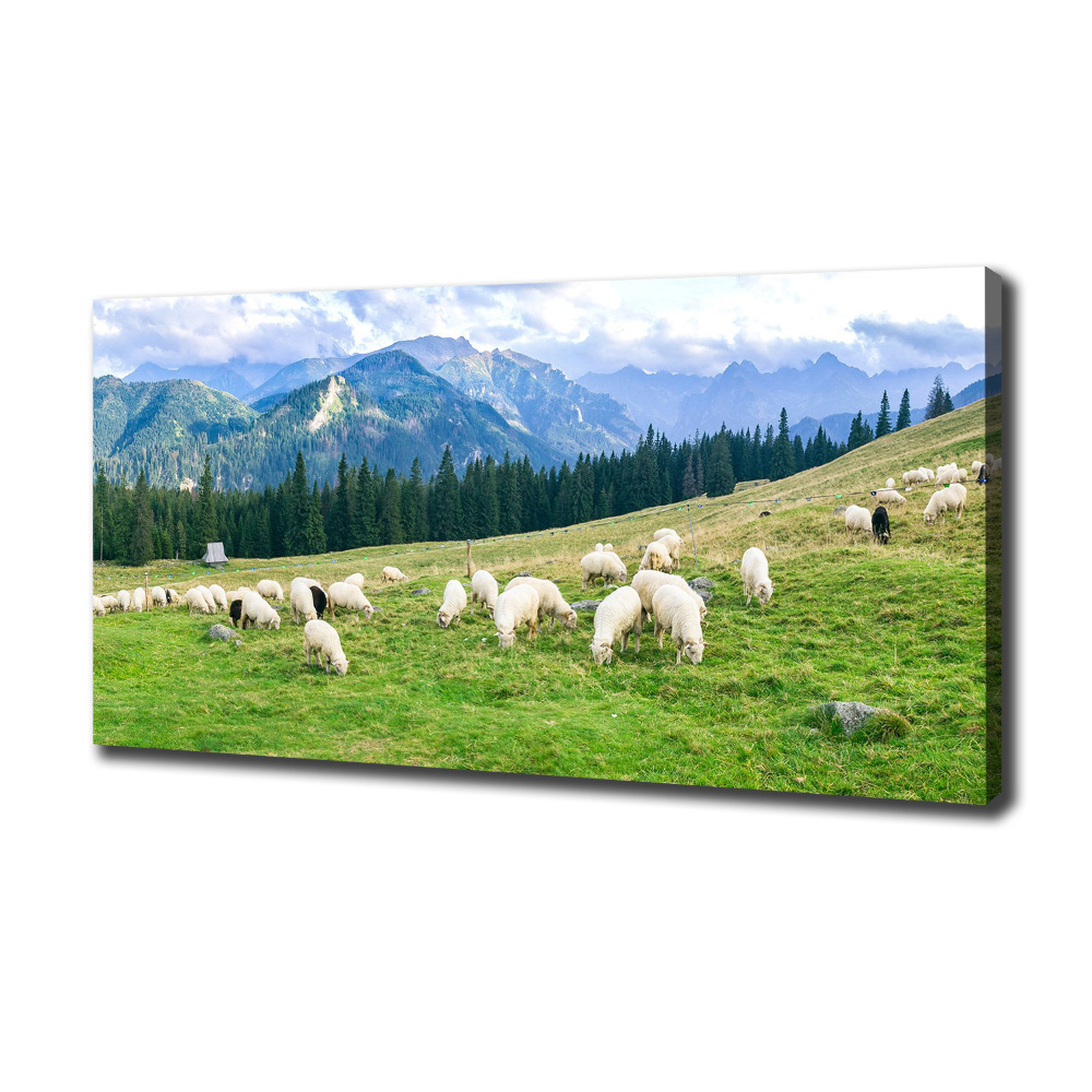 Canvas wall art Sheep in the Tatra Mountains