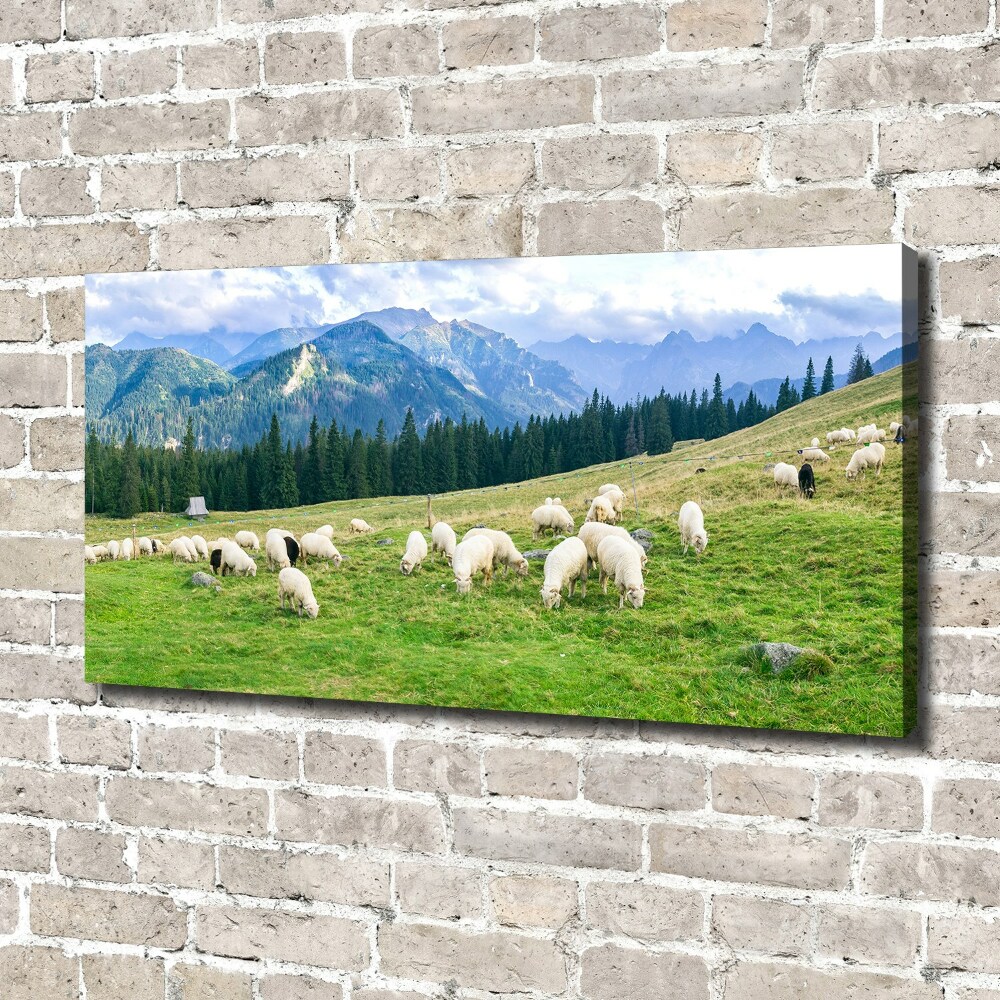 Canvas wall art Sheep in the Tatra Mountains