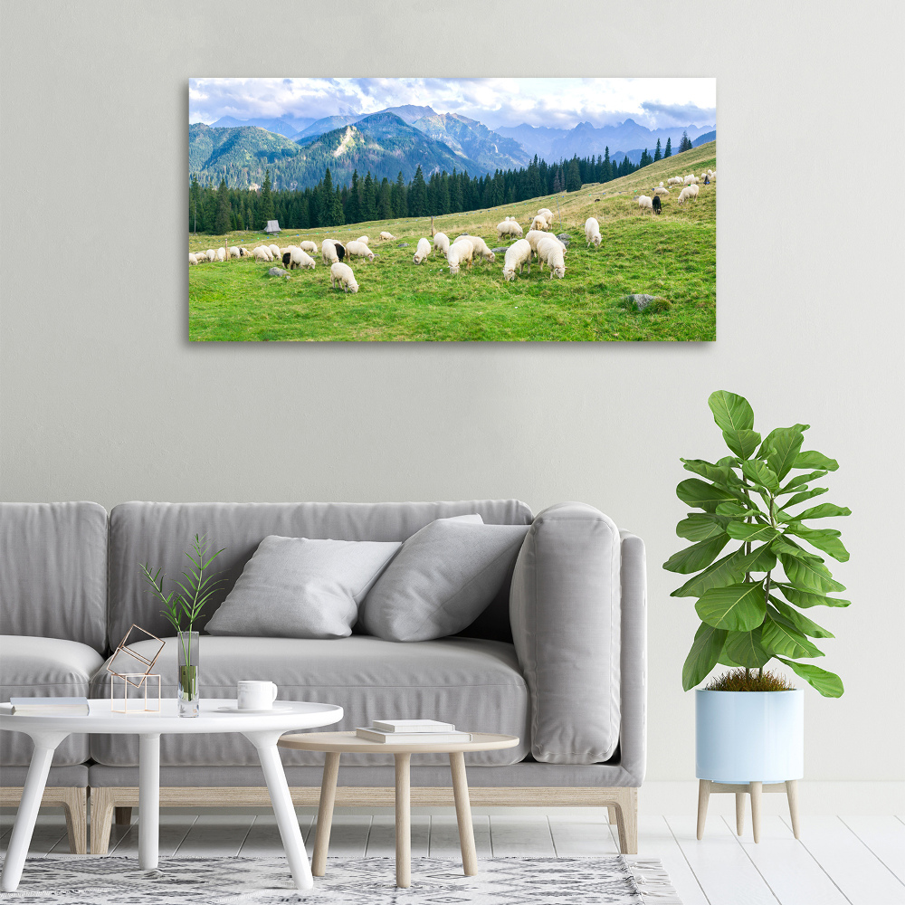 Canvas wall art Sheep in the Tatra Mountains