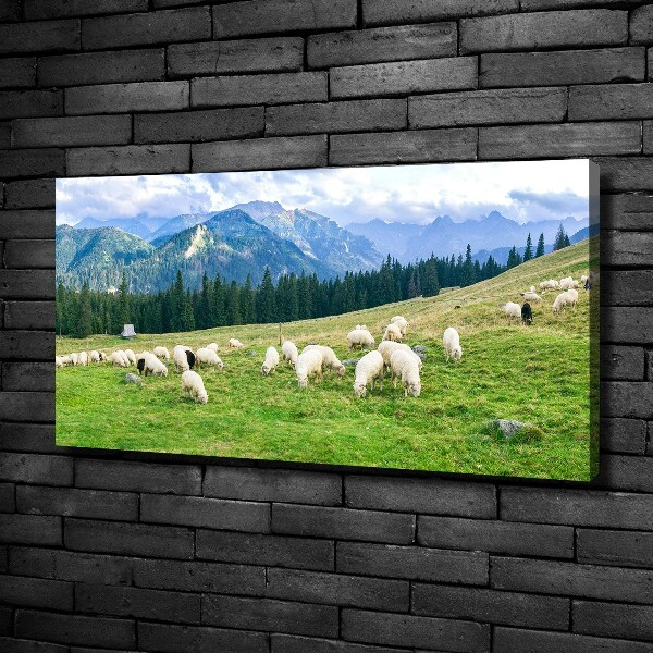 Canvas wall art Sheep in the Tatra Mountains