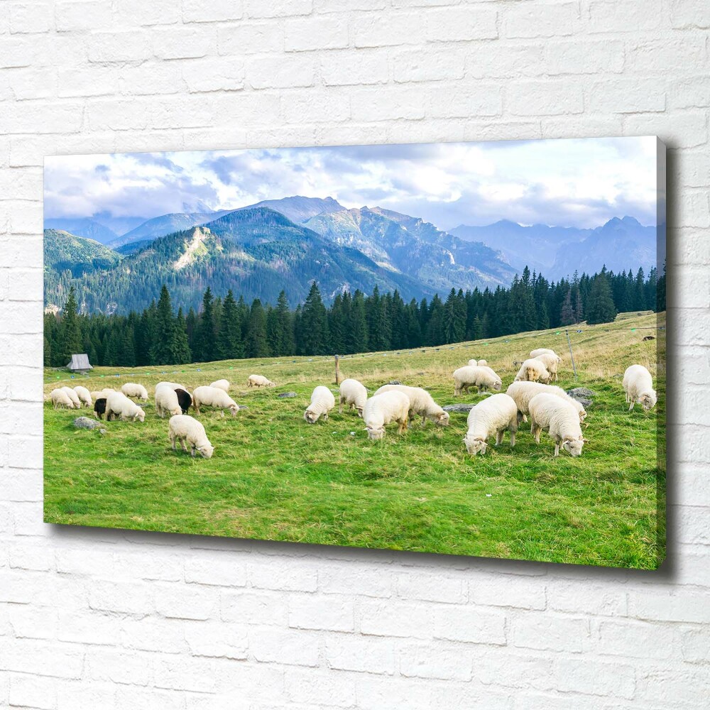 Canvas wall art Sheep in the Tatra Mountains