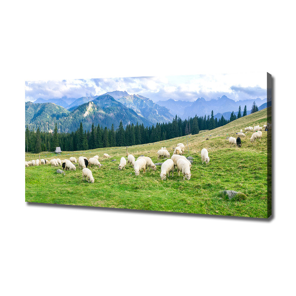 Canvas wall art Sheep in the Tatra Mountains