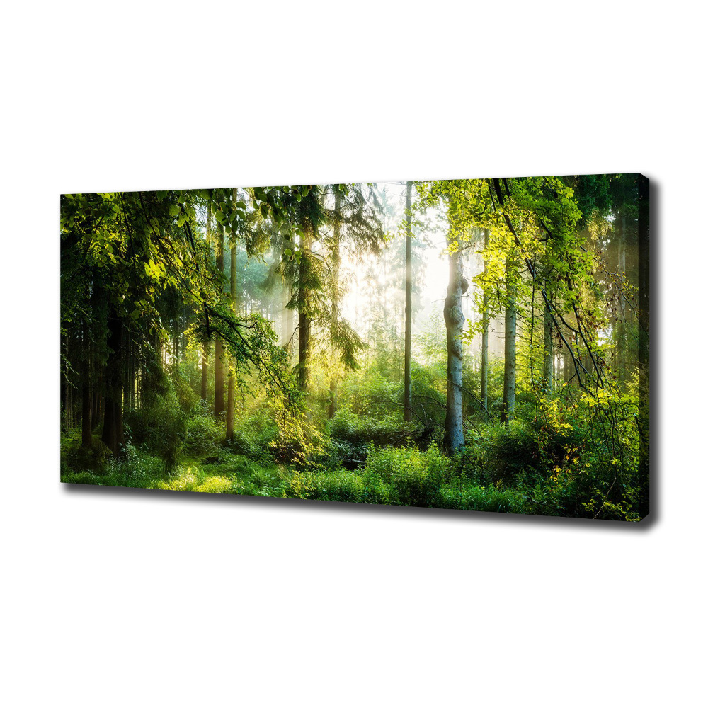 Canvas wall art Morning sun forest