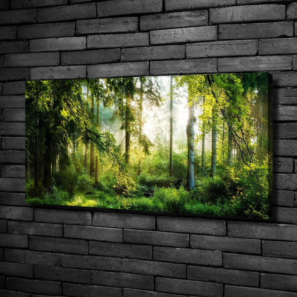 Canvas wall art Morning sun forest