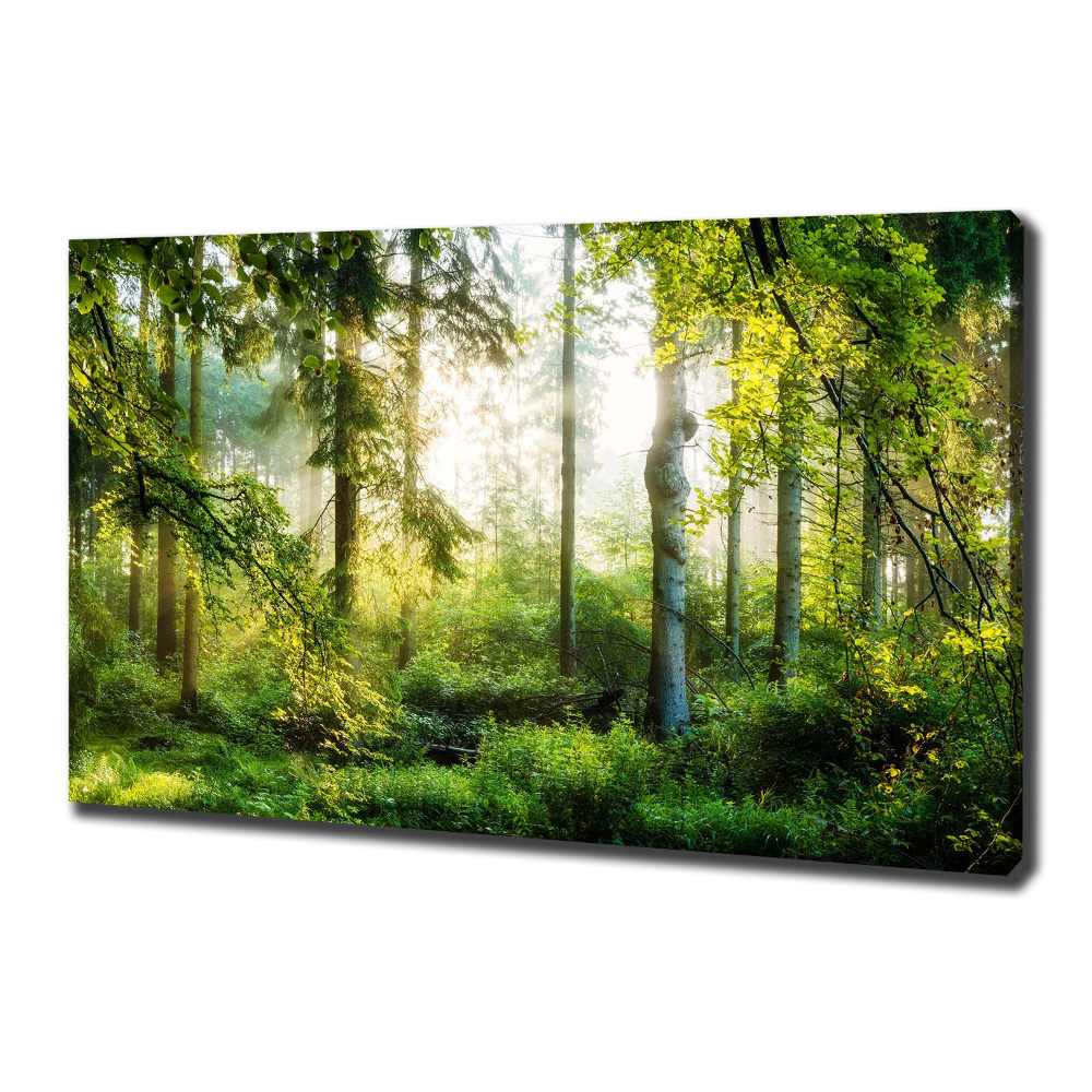 Canvas wall art Morning sun forest