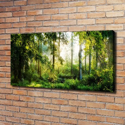 Canvas wall art Morning sun forest