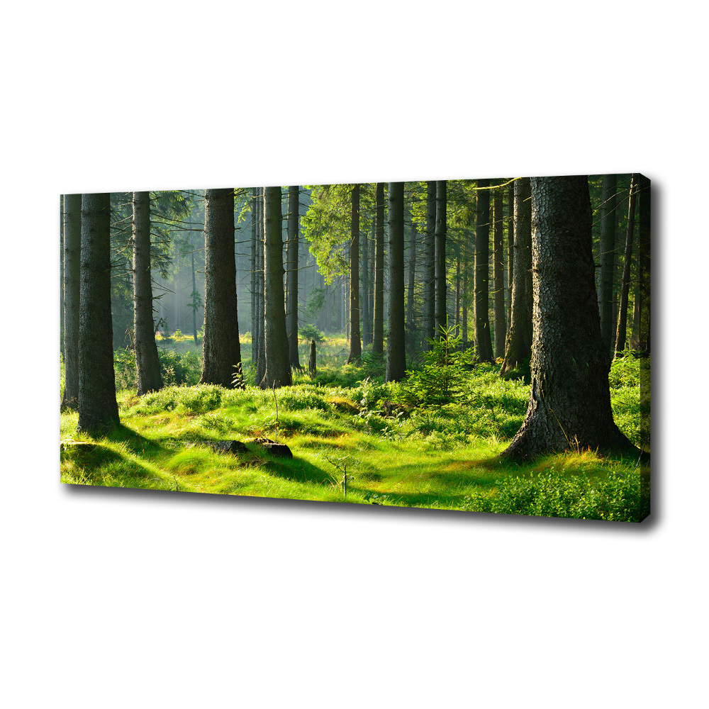 Canvas wall art Spruce forest