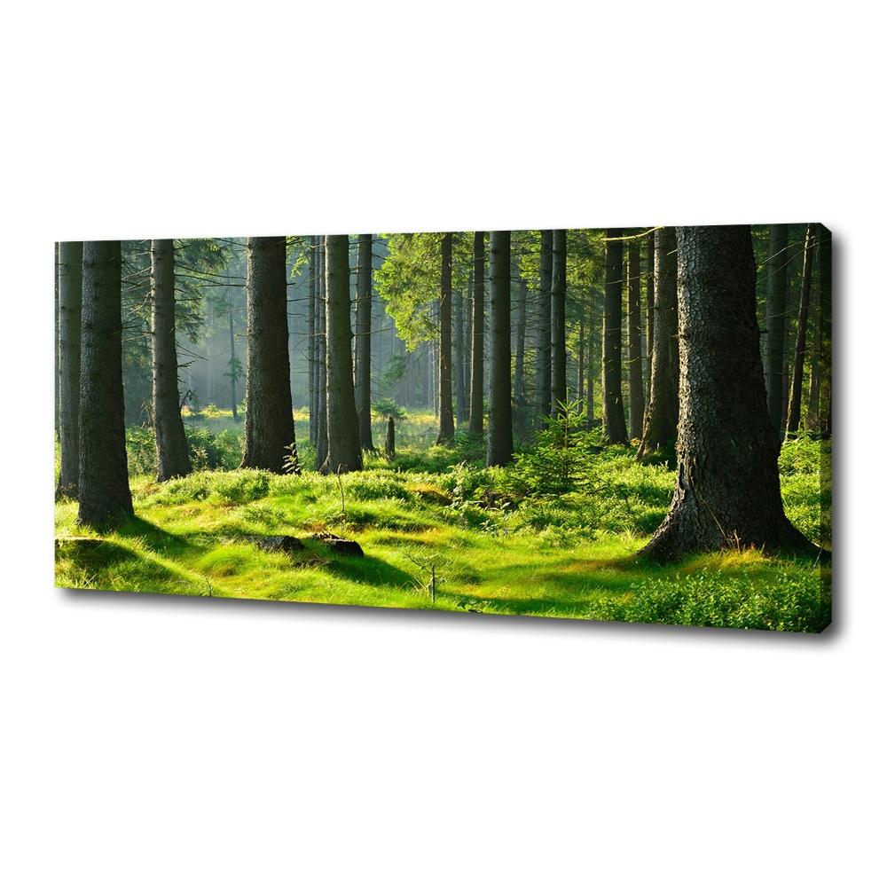 Canvas wall art Spruce forest