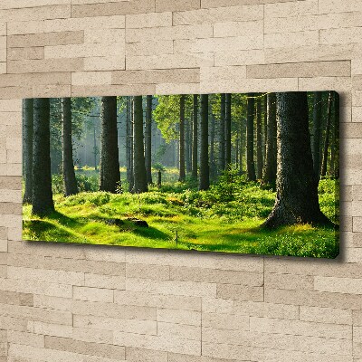 Canvas wall art Spruce forest