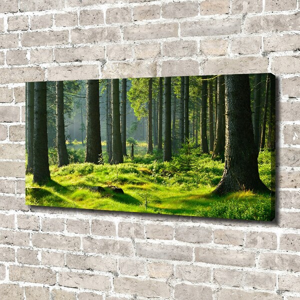 Canvas wall art Spruce forest