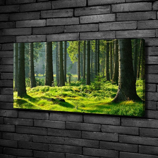 Canvas wall art Spruce forest