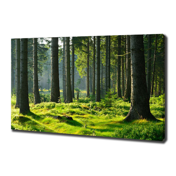 Canvas wall art Spruce forest