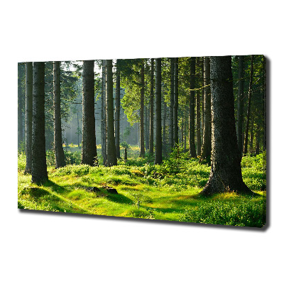 Canvas wall art Spruce forest