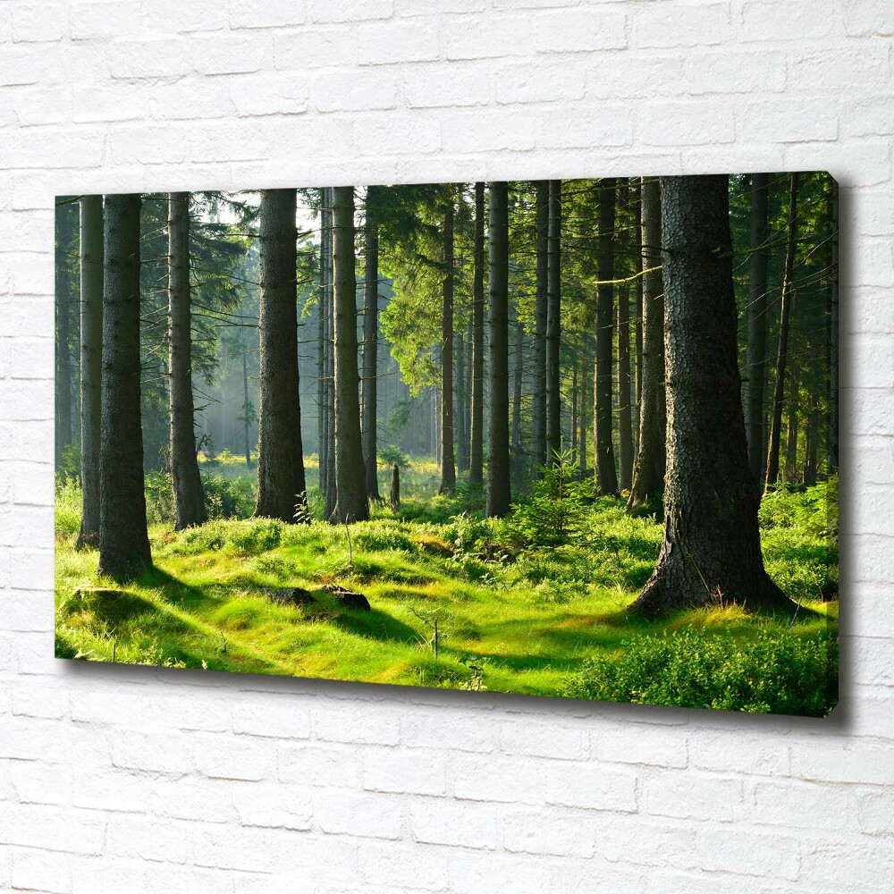 Canvas wall art Spruce forest