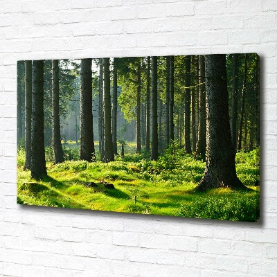 Canvas wall art Spruce forest