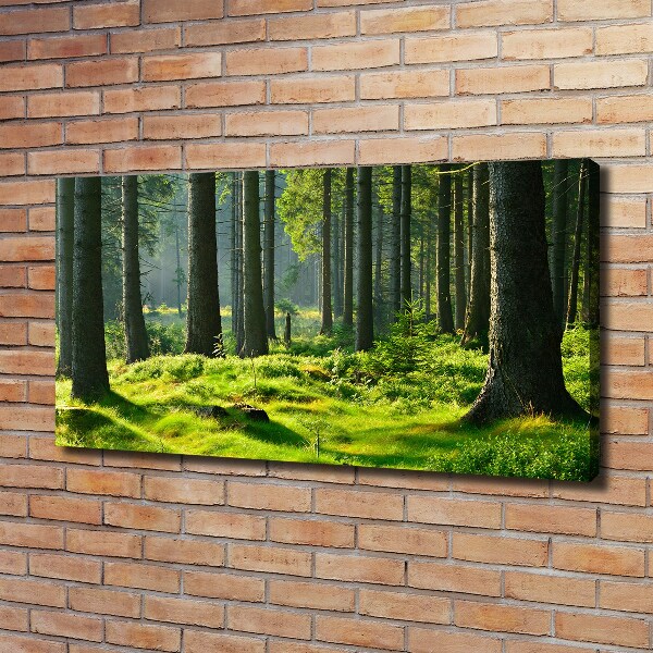 Canvas wall art Spruce forest