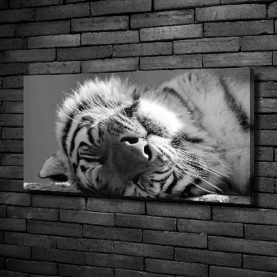 Canvas wall art Sleepy Tiger