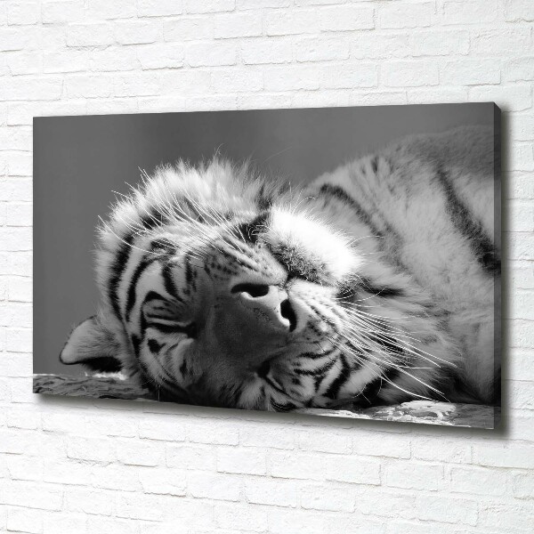 Canvas wall art Sleepy Tiger