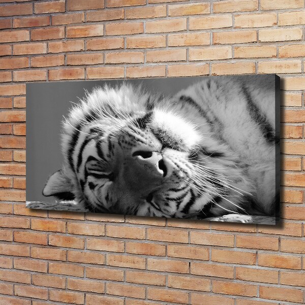 Canvas wall art Sleepy Tiger