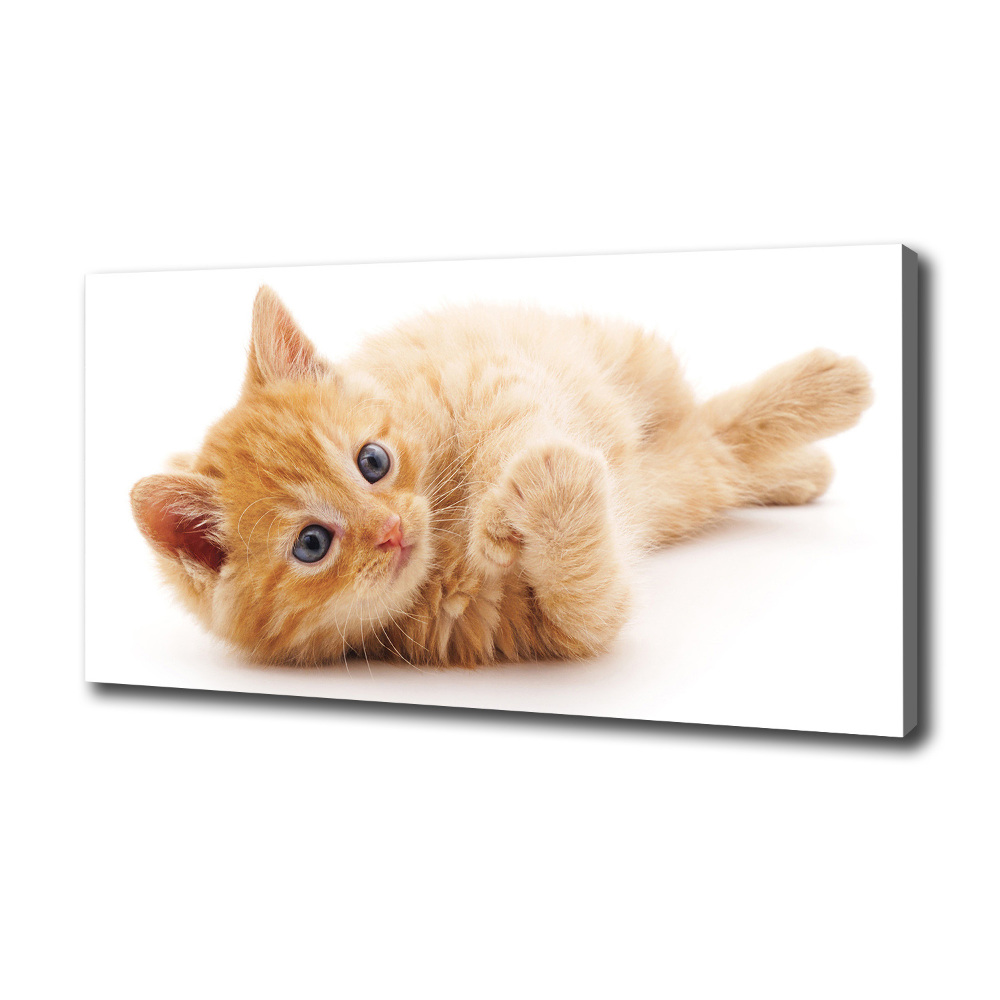 Canvas wall art Red Cat