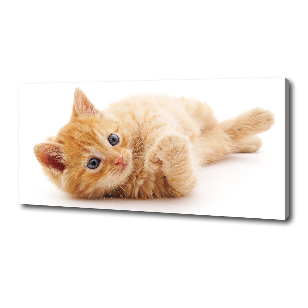 Canvas wall art Red Cat