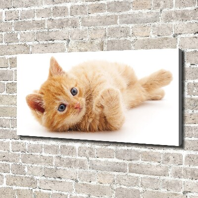 Canvas wall art Red Cat