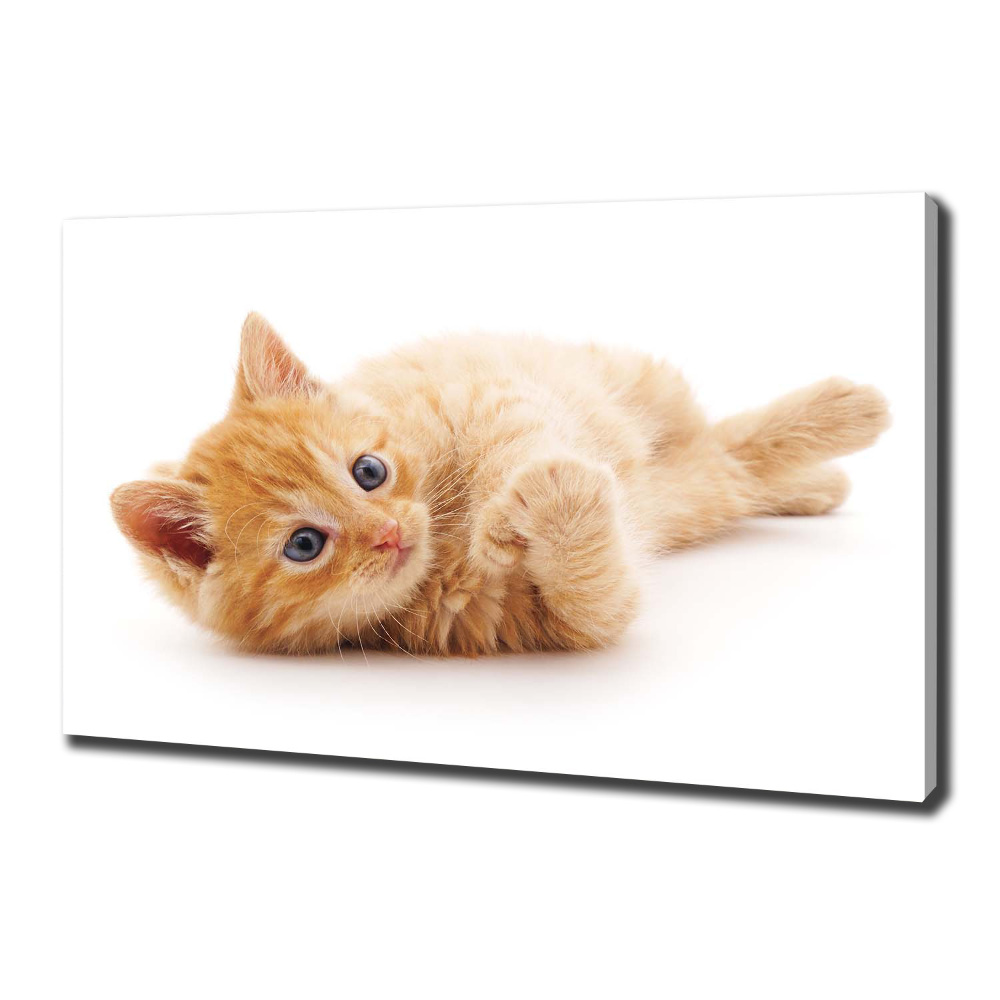 Canvas wall art Red Cat