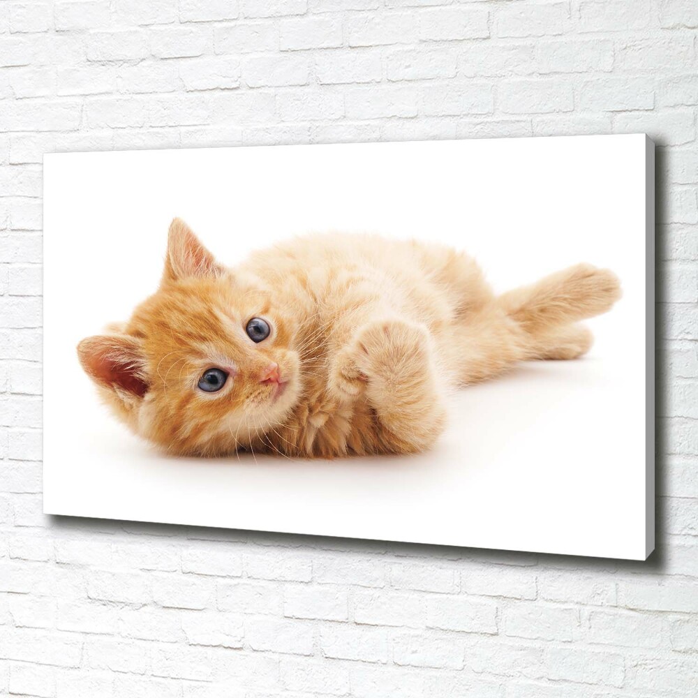 Canvas wall art Red Cat